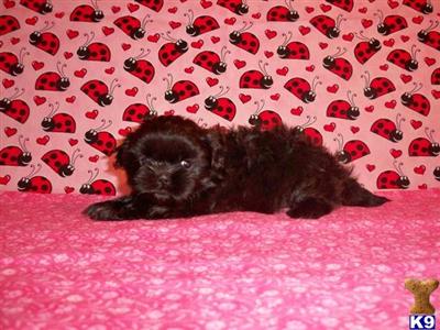 Shih Tzu Puppies for Sale